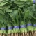 山东大叶菠菜圆叶菠菜天天有好货代发全国各地品质保障