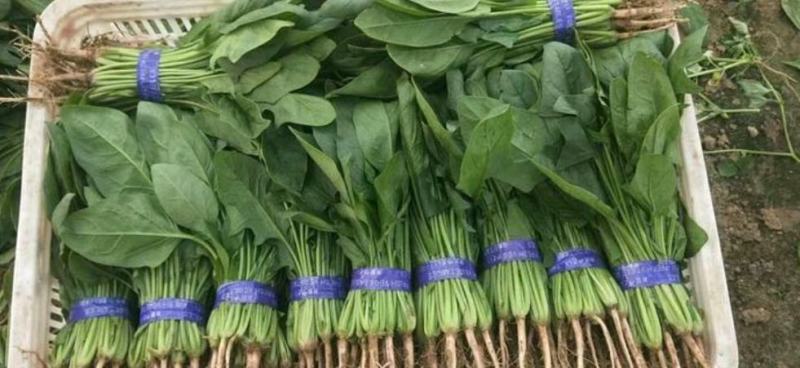 山东大叶菠菜圆叶菠菜天天有好货代发全国各地品质保障