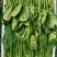 山东大叶菠菜圆叶菠菜天天有好货代发全国各地品质保障