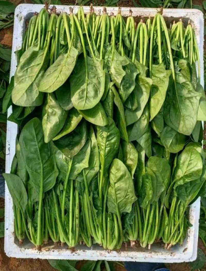 山东大叶菠菜圆叶菠菜天天有好货代发全国各地品质保障