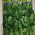 山东大叶菠菜圆叶菠菜天天有好货代发全国各地品质保障