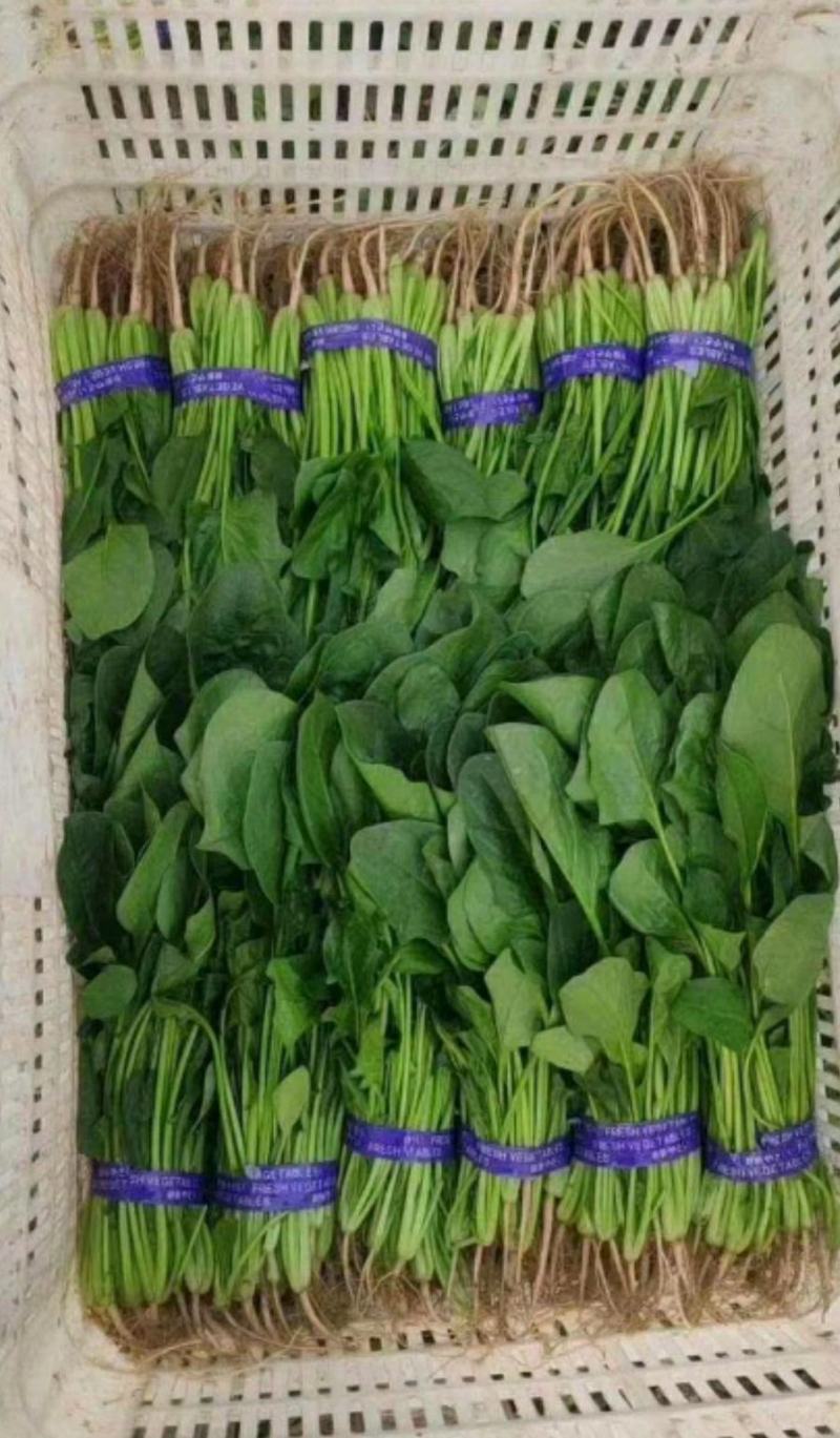 山东大叶菠菜圆叶菠菜天天有好货代发全国各地品质保障