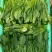山东大叶菠菜圆叶菠菜天天有好货代发全国各地品质保障