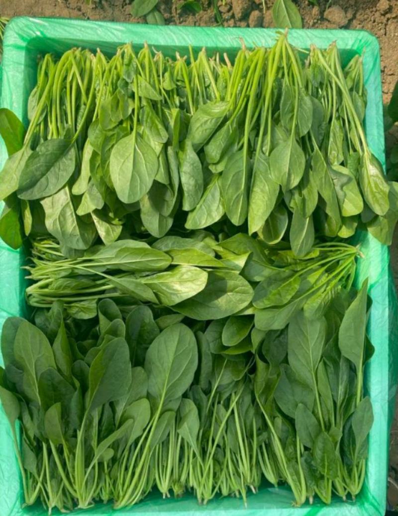 山东大叶菠菜圆叶菠菜天天有好货代发全国各地品质保障