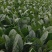 山东大叶菠菜圆叶菠菜天天有好货代发全国各地品质保障