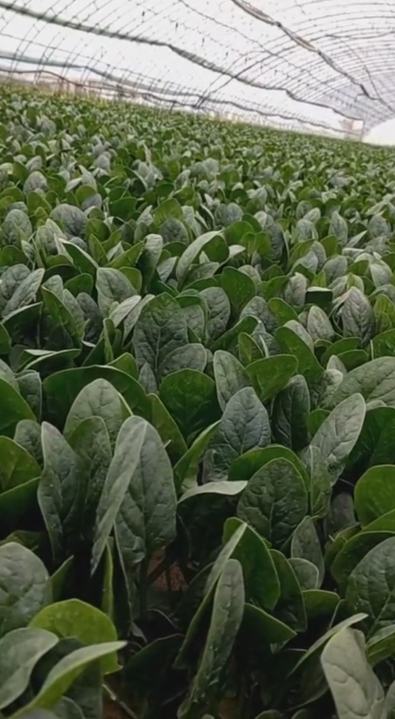 山东大叶菠菜圆叶菠菜天天有好货代发全国各地品质保障