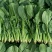 山东大叶菠菜圆叶菠菜天天有好货代发全国各地品质保障