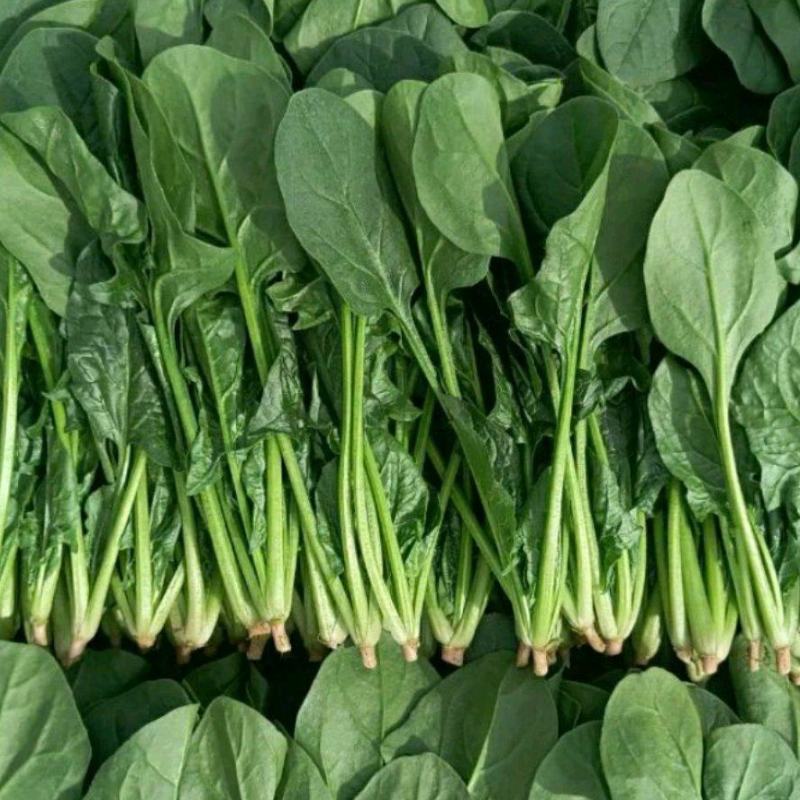 山东大叶菠菜圆叶菠菜天天有好货代发全国各地品质保障