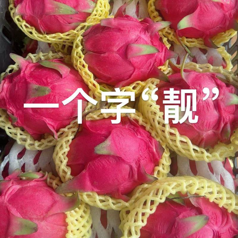 红心火龙果，冷库免费预冷