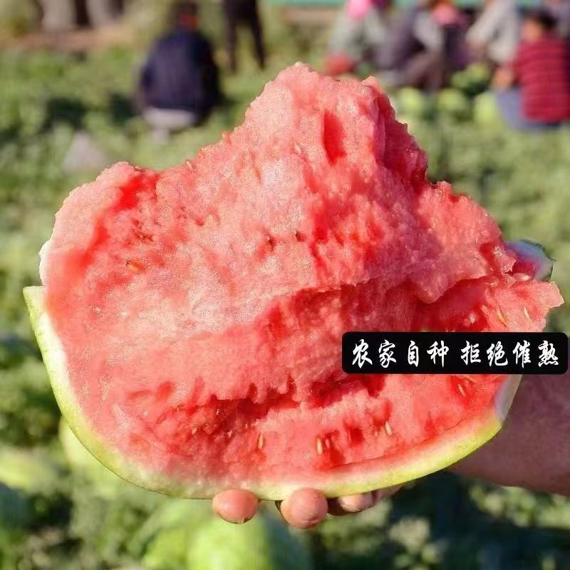 大棚西瓜甜王西瓜双星西瓜2k西瓜京欣西瓜全国总代发