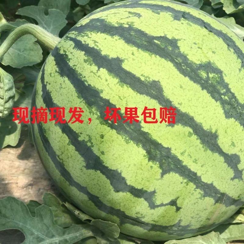 大棚西瓜甜王西瓜双星西瓜2k西瓜京欣西瓜全国总代发
