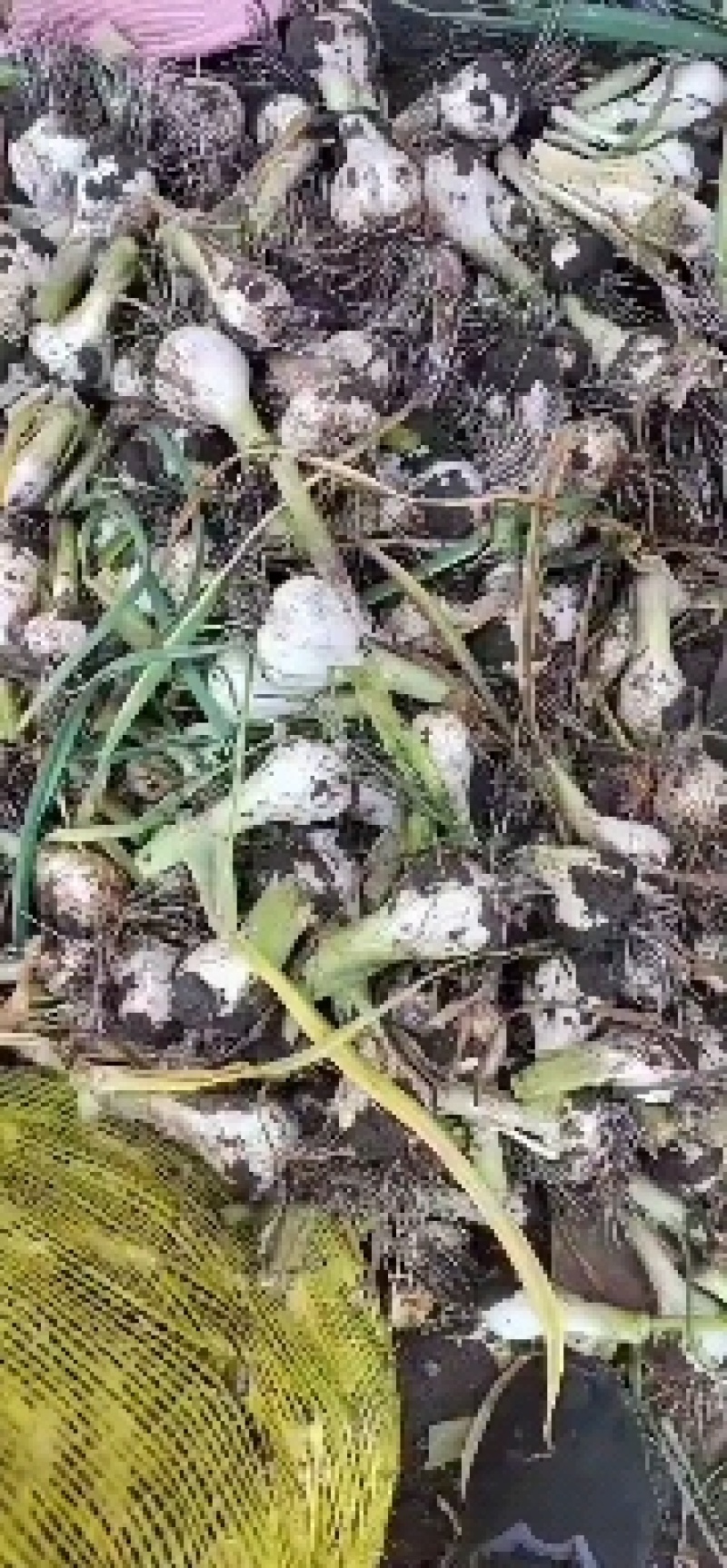【火爆畅销】吉林白城白皮蒜青蒜蒜头一手货源品质保证