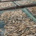 火培鱼干，棍子鱼鱼干\大量供应\对接全国各大商超市场