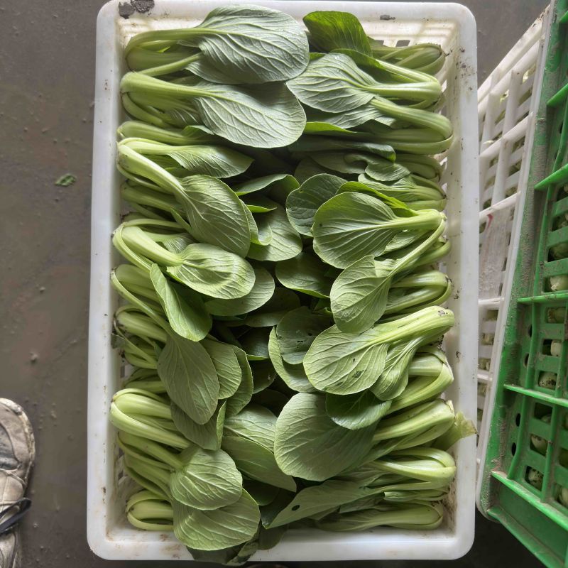 食品厂食堂货上海青中小颗不黄不烂工厂加工