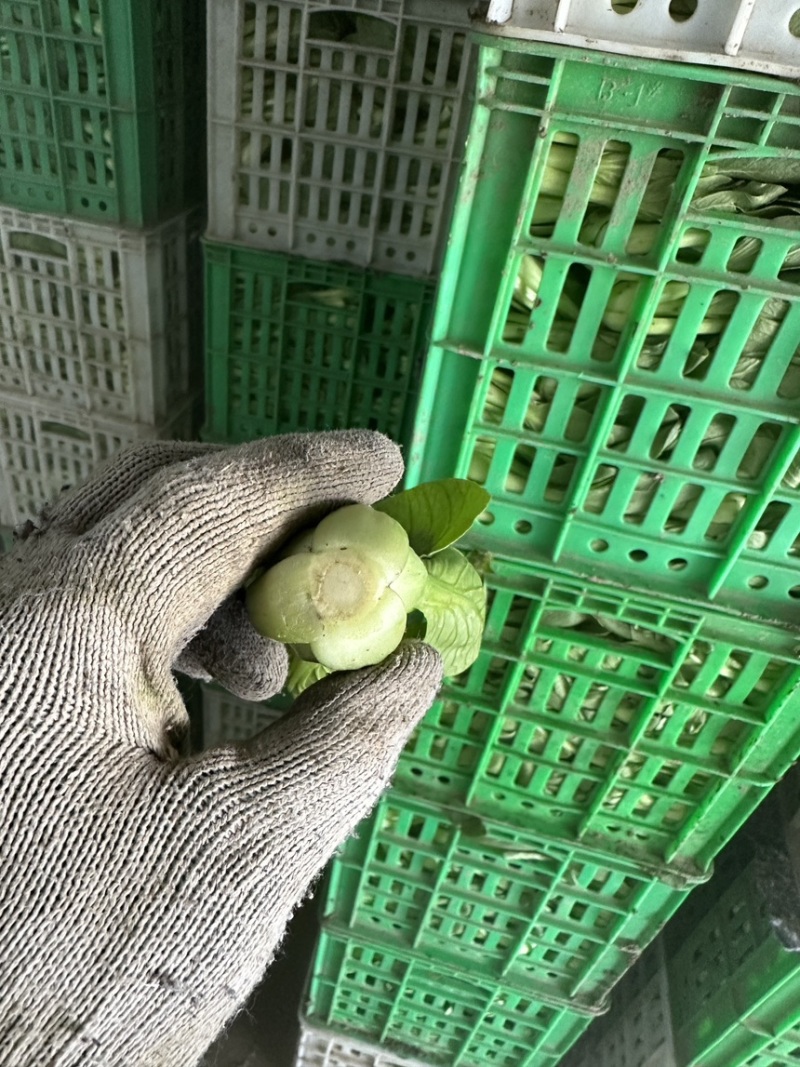 食品厂食堂货上海青中小颗不黄不烂工厂加工