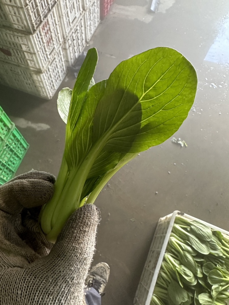 食品厂食堂货上海青中小颗不黄不烂工厂加工