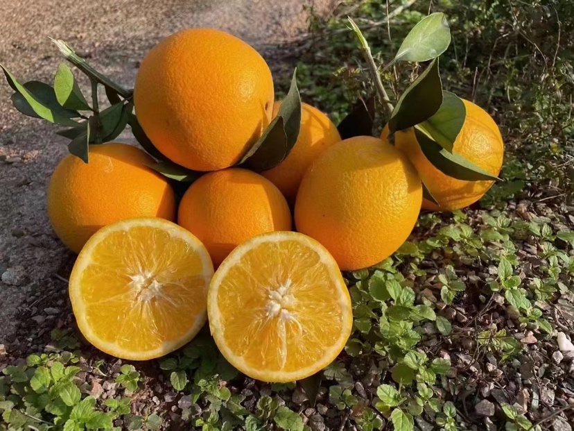 夏橙剥皮过程展示