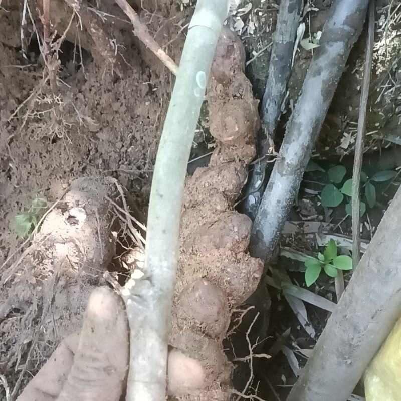 野生白肉土茯苓