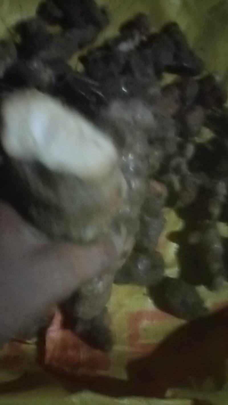 野生白肉土茯苓