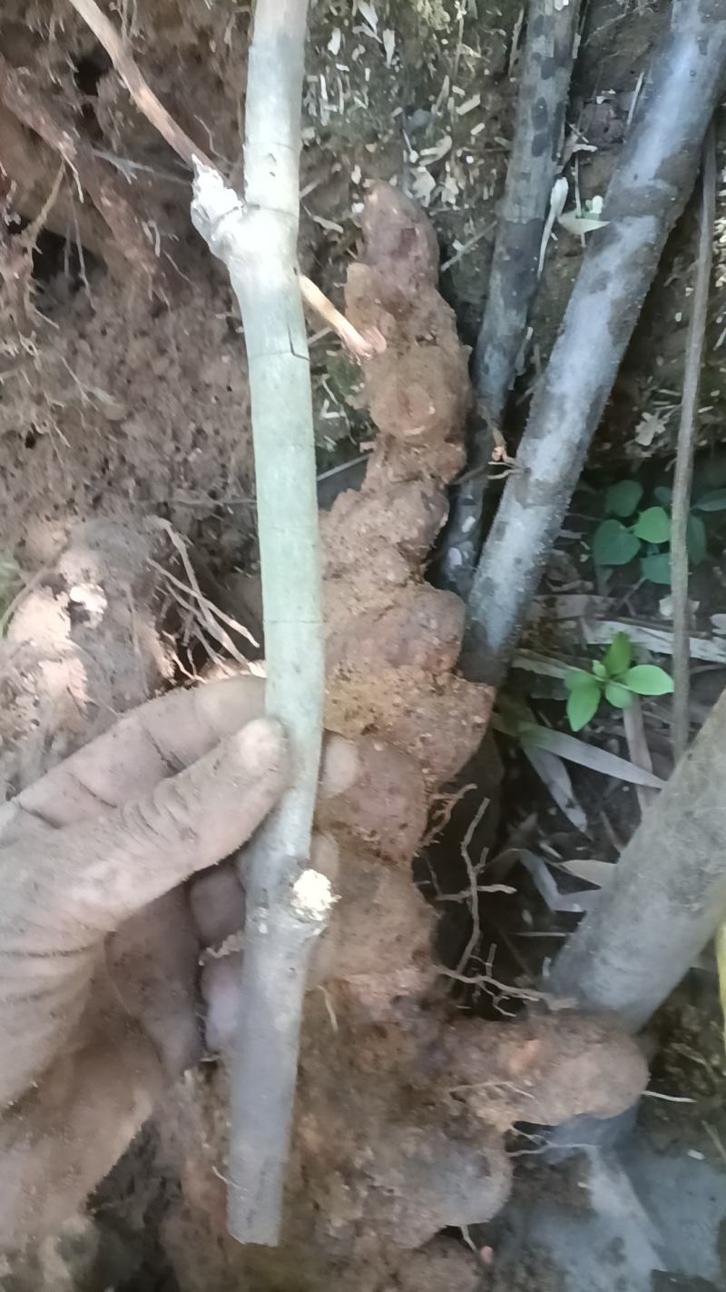 野生白肉土茯苓