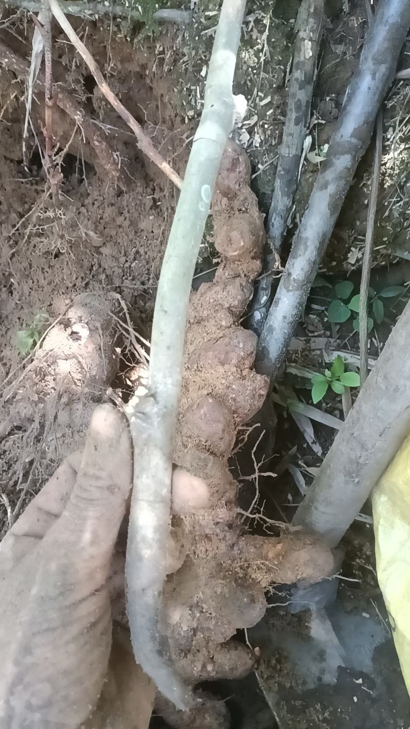 野生白肉土茯苓