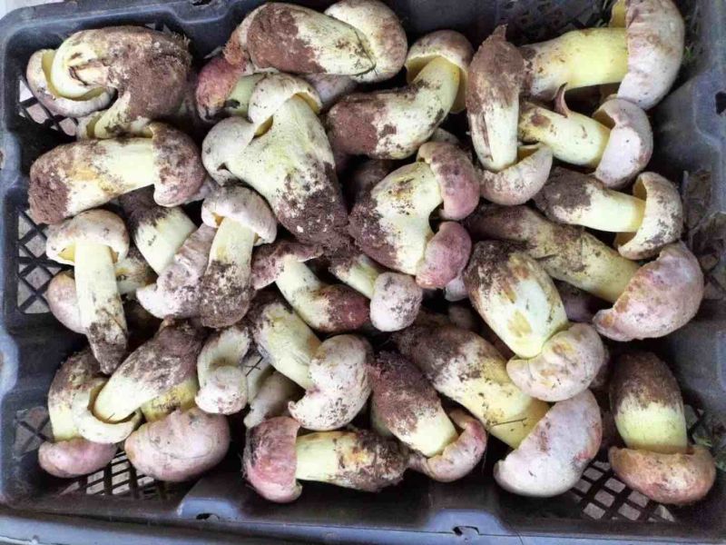 野生白葱菌
