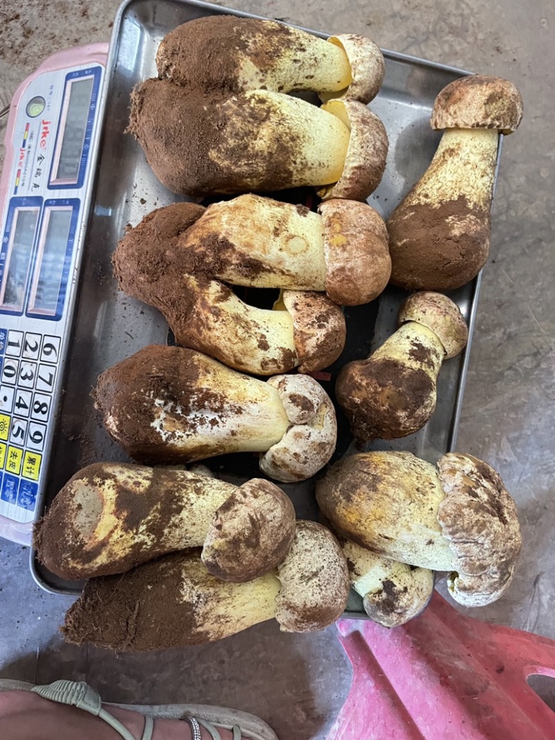 野生白葱菌