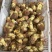 野生白葱菌