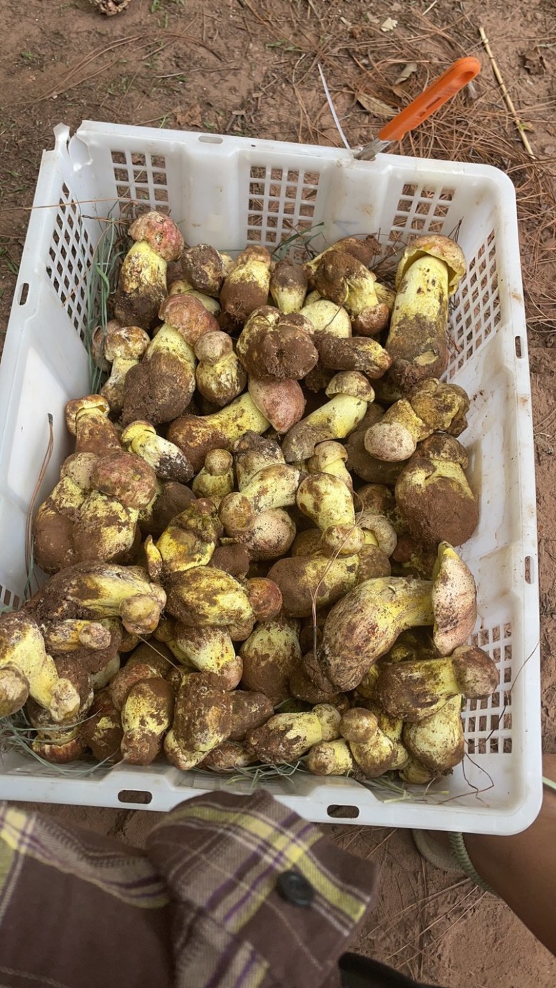 野生白葱菌