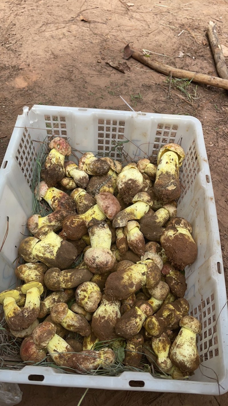 野生白葱菌
