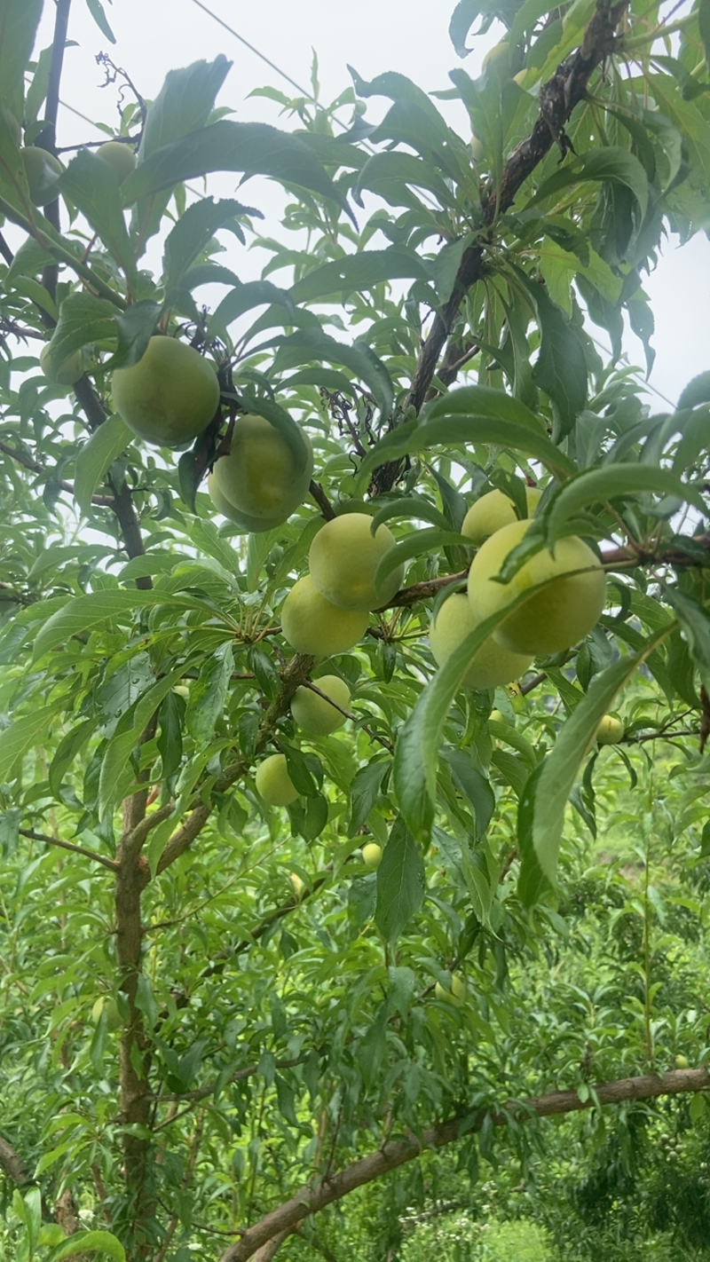 蜂糖李上市了