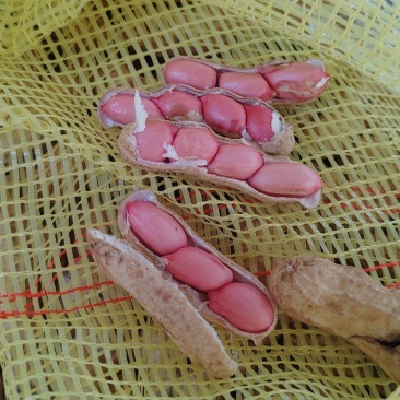 精品四粒红鲜花生，颗粒饱满过筛电商市场