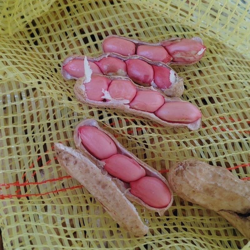 精品四粒红鲜花生，颗粒饱满过筛电商市场