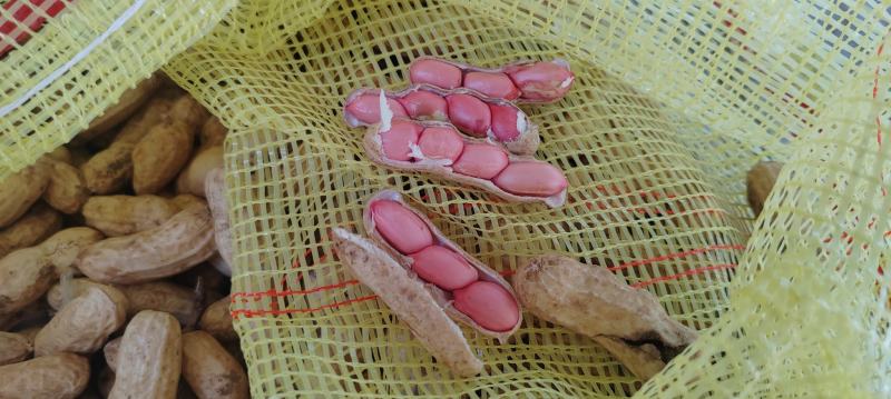 精品四粒红鲜花生，颗粒饱满过筛电商市场