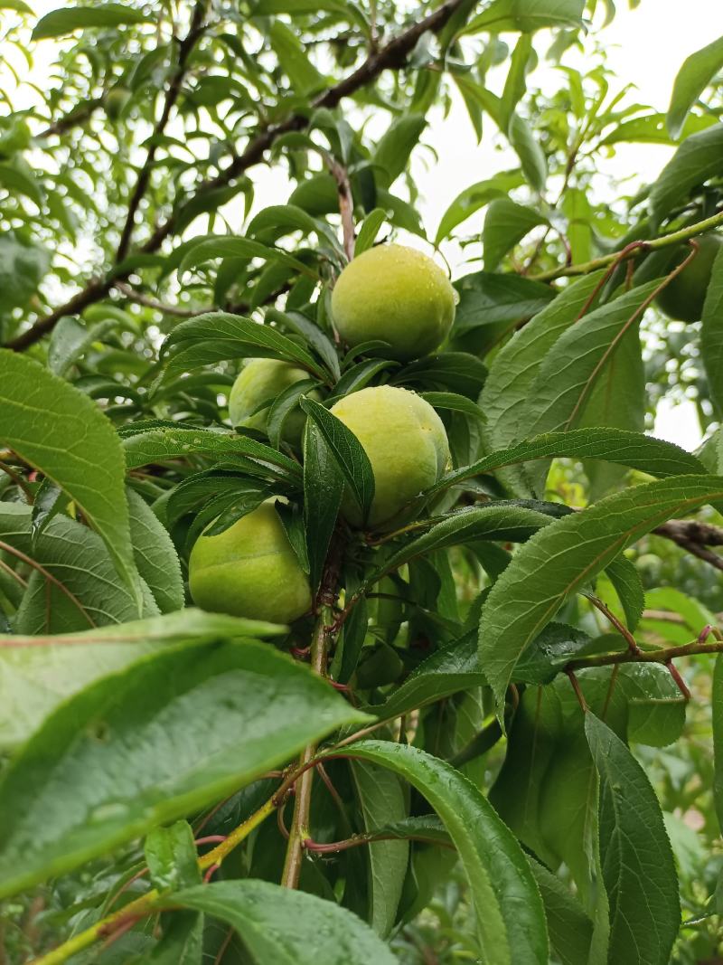 重庆本地正宗蜂糖李