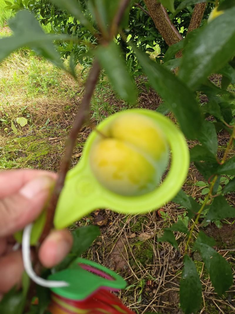 重庆本地正宗蜂糖李