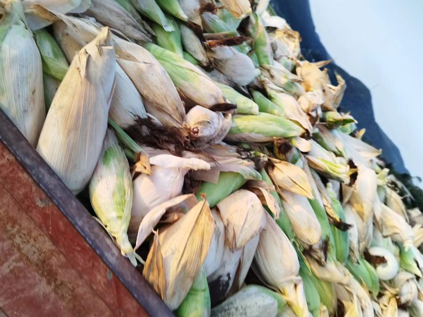 新鲜采摘的糯玉米堆放在田间场景