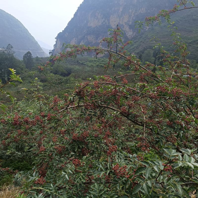 汉源贡椒