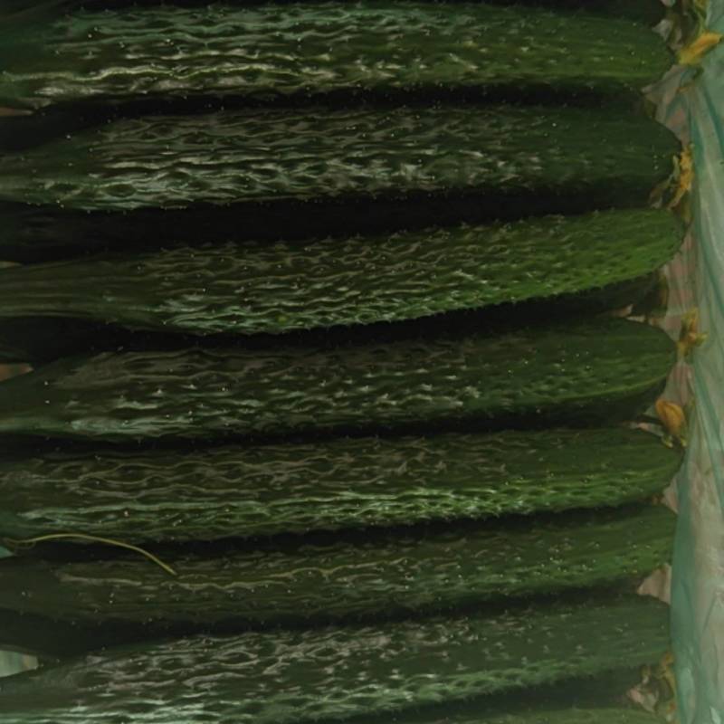 精品鲜花密刺黄瓜