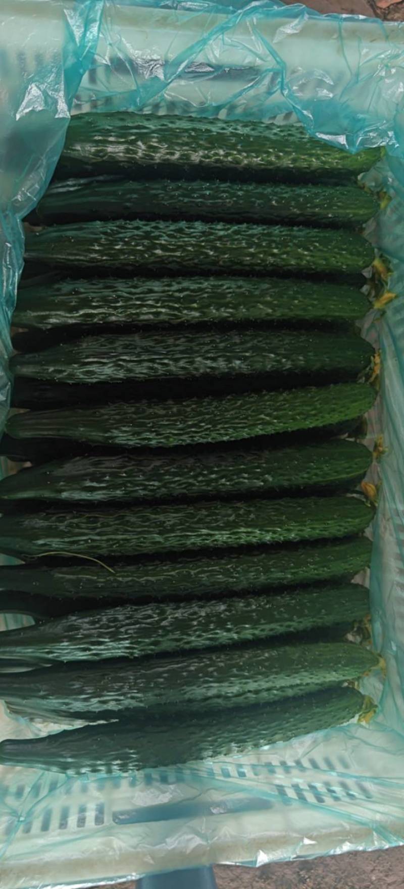 精品鲜花密刺黄瓜