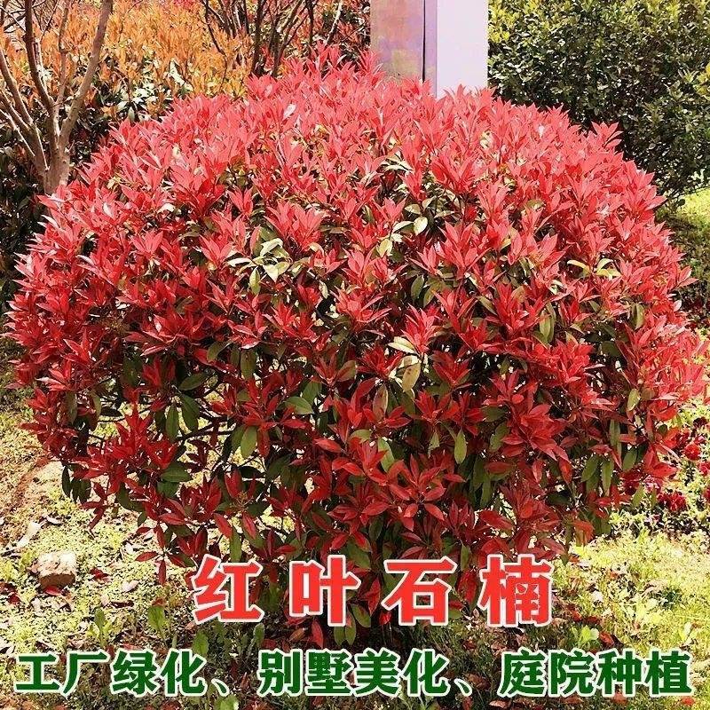 『品类多样』红叶石楠球四季常青规格齐全庭院绿化