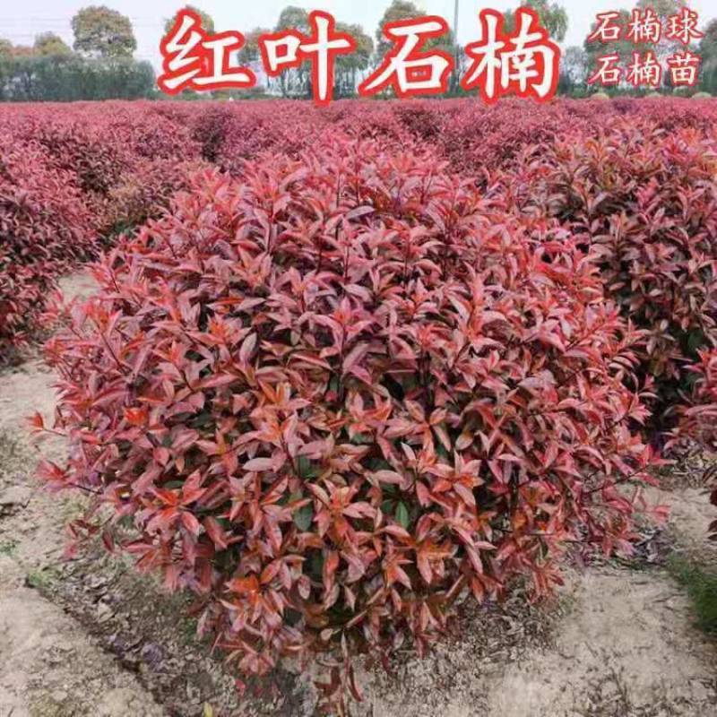 『品类多样』红叶石楠球四季常青规格齐全庭院绿化