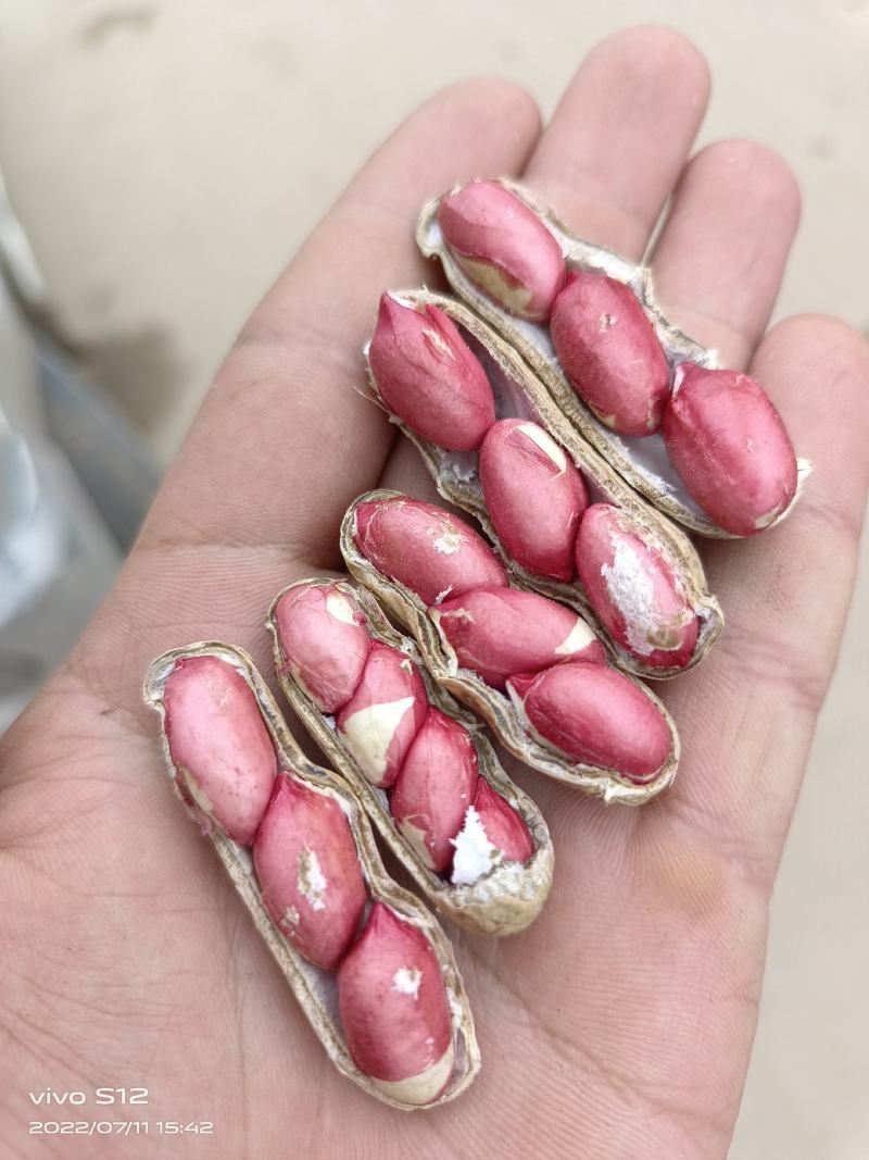 四粒红鲜花生粒粒饱满产地直发，欢迎老板来选购！