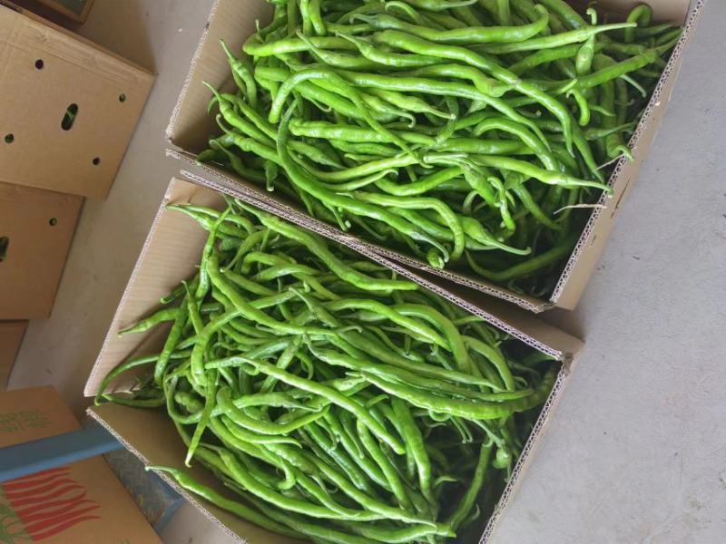 河南商丘精品线椒产地发货量大从优欢迎全国老板前来考察