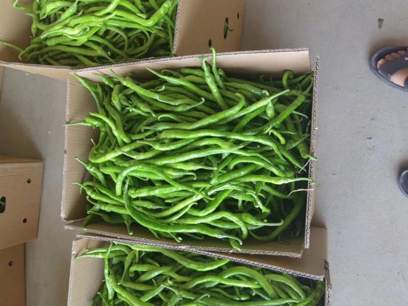 河南商丘精品线椒产地发货量大从优欢迎全国老板前来考察
