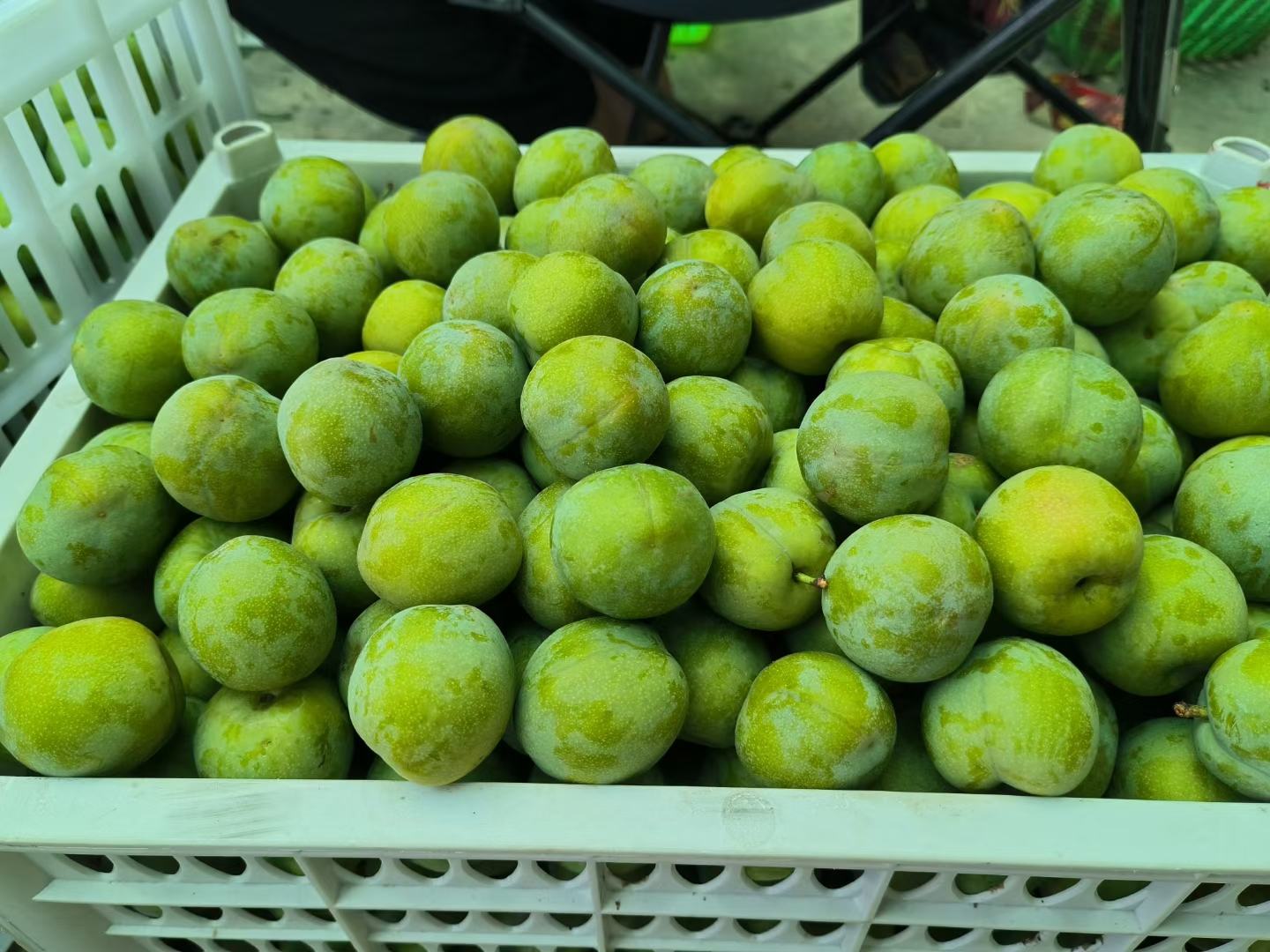 一颗新鲜采摘的四川脆李子,表皮光滑、色泽鲜艳,果肉饱满,展现出诱人的光泽 四川脆李子特写图