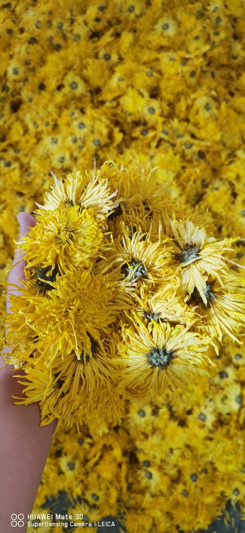 产地直销金丝皇菊一手货源量大从优欢迎采购