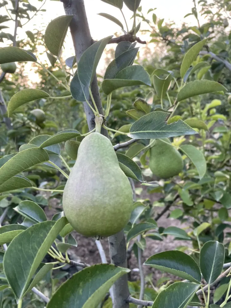 洋梨 山西洋梨 晋中梨（巴梨）（葫芦梨）（西洋梨）现采现发