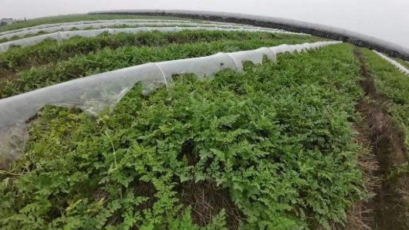 8424品种西瓜慈溪海地西瓜包甜实拍图快来抢