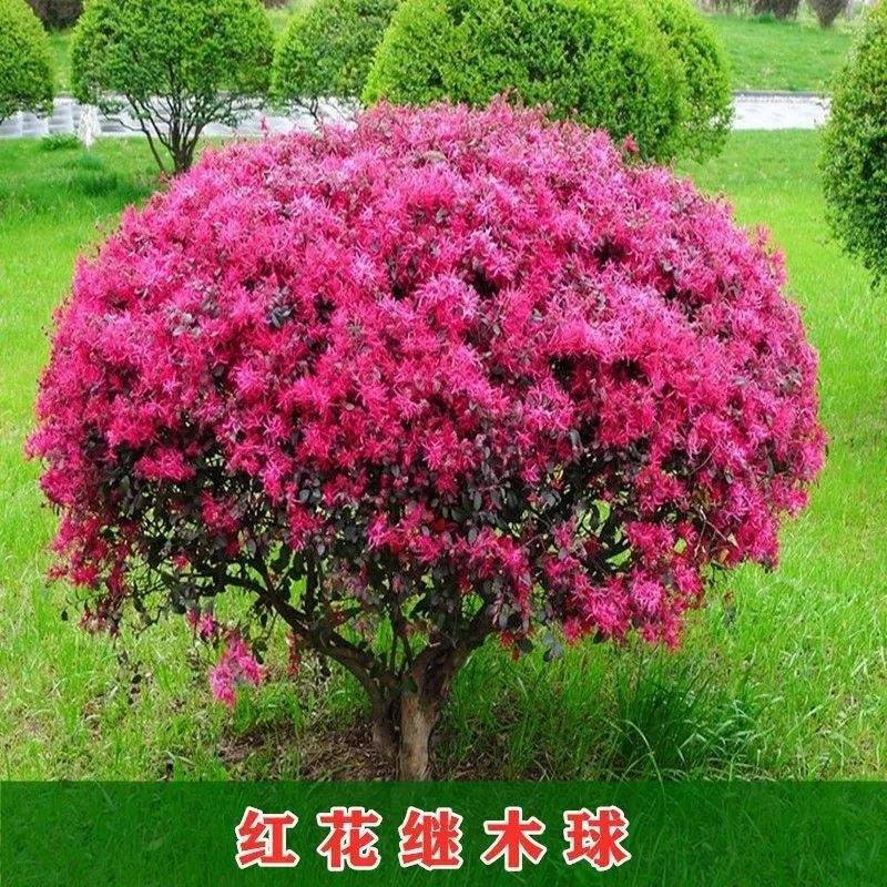 『苗圃直发』红花继木球各种绿化球规格齐全货源充足欢迎咨询